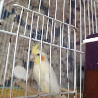 عروس هلندی با قفس و وسایل