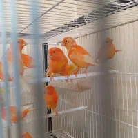 قناری ردفکتور اورجینال