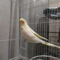 عروس هلندی و کوتوله برزیلی