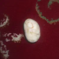 سنگ قیمتی|جواهرات|یاسوج, |دیوار