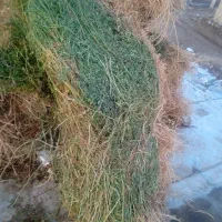 علف پشدوره خالص هم اندازه پرس 90هست