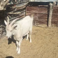 تروشت فروشی