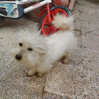 شیتزو تیریر. ماده سه ساله