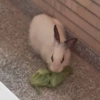 خرگوش