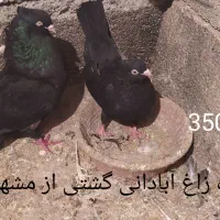 کبوتر زوردار