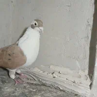 کفتر نر شیرازی|پرنده|دلیجان, |دیوار