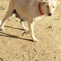 سگ ماده گرگی