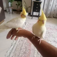 یک جفت عروس هلندی لوتینو مولد 6 تخم سخنگو