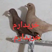 کبوتر سرخ زرد کرمانی