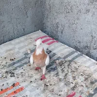 یک جفت طوقی هفت رنگ و یک جفت کله سبز الماسی|پرنده|بردسکن, |دیوار