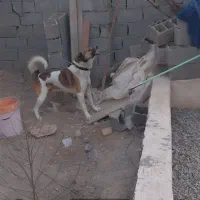 سگ گمشده|سگ|نسیم‌شهر, |دیوار