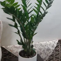 گل زاموفیلیا