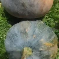 کدو سبز غذای دام. (استان گیلان)