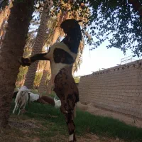 یک عدد بز پاکستانی نر|حیوانات مزرعه|شادگان, |دیوار