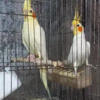 حراج وجمع آوری عروس هلندی