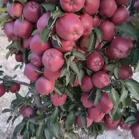 نهالستان تولید انواع نهال با کیفیت|خدمات باغبانی و درختکاری|هشترود, |دیوار