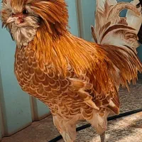 خروس سلطان اصل