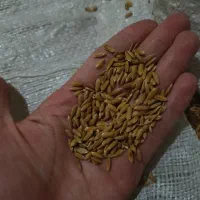 چلکوت لنجونی|خوردنی و آشامیدنی|مبارکه, |دیوار