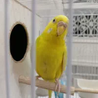 مرغ عشق با قفس|پرنده|باقرشهر, |دیوار