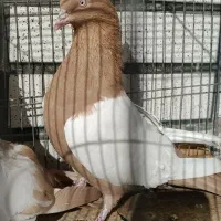 کبوتر سینه ای