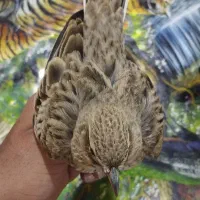 سهره خاکی|پرنده|کارون, |دیوار