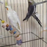 عروس هلندی|پرنده|تبریز, |دیوار