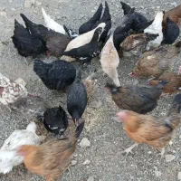 مرغ|حیوانات مزرعه|ازنا, |دیوار