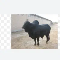 قصاب|خدمات پیشه و مهارت|زابل, |دیوار