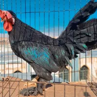 مرغ وخروس|حیوانات مزرعه|فولادشهر, زاینده رود|دیوار