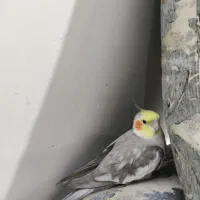 عروس هلندی گم شده