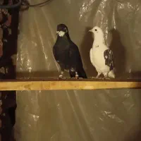 کبوتر|پرنده|اشنویه, |دیوار