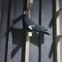 سرک سیاه|پرنده|شیراز, میرزاکوچک خان|دیوار