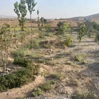 درخت بیدقطعه ۱۰۰۰متری دورفنس بادرخت|فروش خانه و ویلا|طرقبه, |دیوار