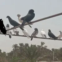 کفتر حکمی|پرنده|میناب, |دیوار