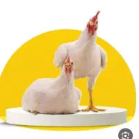 ذبح مرغ