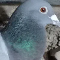 3تا کبوتر|پرنده|دزفول, |دیوار