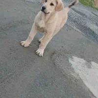واگزاری توله پژدر ماده