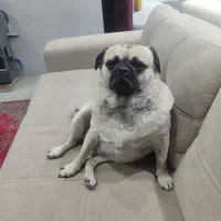 واگذاری سگ پاگ|سگ|گلستان (تهران), |دیوار