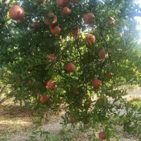 فروش انار شیرین وانار نوبرانه پوست نازک|خوردنی و آشامیدنی|شیراز, قصرالدشت|دیوار
