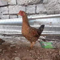 فروش مرغ محلی تخمگذار