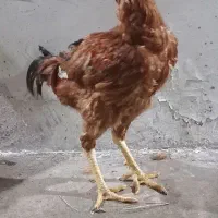 خروس ومرغ|حیوانات مزرعه|رضوانشهر, |دیوار