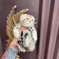 دحتر زیبا گلد