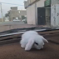 فروخته شد|موش و خرگوش|سیرجان, |دیوار