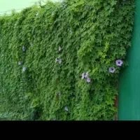 نهال و بذر پیچک رونده نیلوفر مصری زود رشد مقاوم|گل و گیاه طبیعی|شیراز, طلاب|دیوار