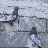 نرو ماده سینه