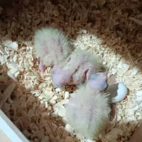 یک جفت عروس هلندی مولد