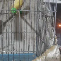 قناری ماده آماده