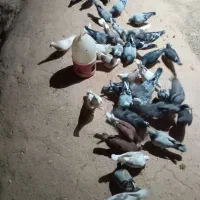 ۴۰تا کفتر