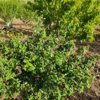 زمین کشاورزی 1900متری در روستای قلیان|فروش زمین و ملک کلنگی|سنندج, |دیوار