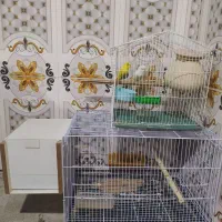 عروس مرغ عشق|پرنده|سراوان, |دیوار